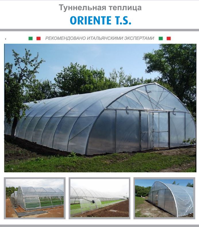 oriente_t-s